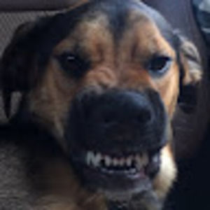 Meet your Posher, Lylas